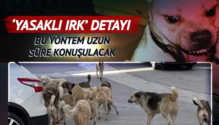 'Uykuya sokma' yöntemi tartışılırken formül geliştirildi!  Sokak köpekleri için düğmeye basıldı: “Yasaklı ırklar” detayı…