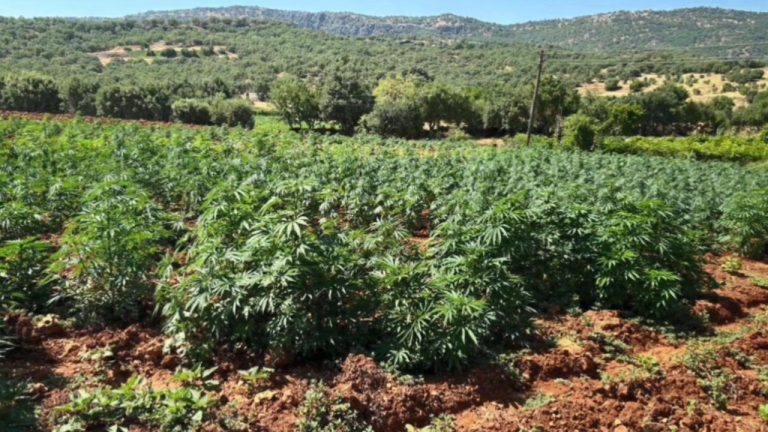 Diyarbakır'da 1 milyon 781 bin kenevir kökü ele geçirildi