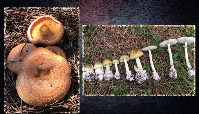 Onlarca kişiyi hastanelik etti! Sinsice zehirler, ölüme yol açar…