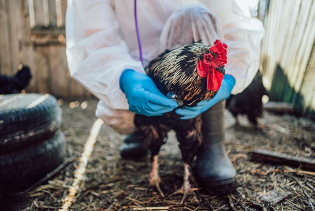 Kuş gribi uyarısı: H5N5 virüsü dünyada ilk kez öldürüldü! 3