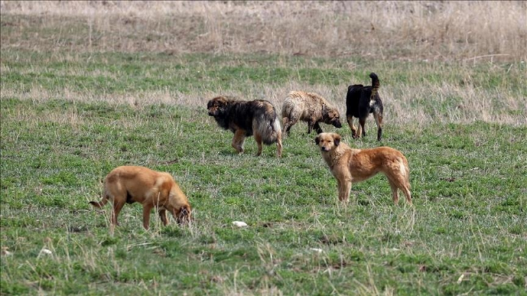 Zincirsiz Köpek Davasında Sahibi 2 Milyon TL Tazminat Ödeyecek
